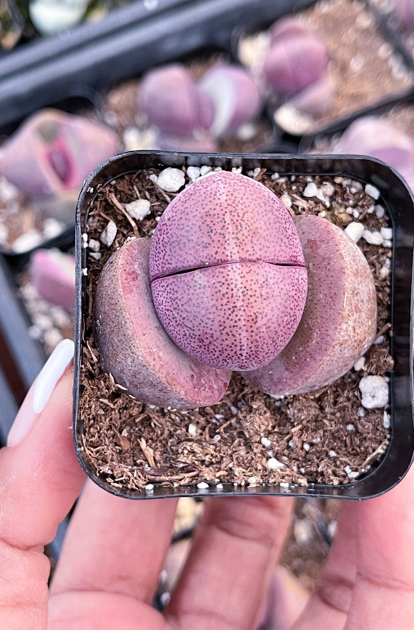 2” Royal Flush | Pleisopilos nelii cv. Royal Flush, Split Rock | Cleft Stone | Liveplants | Rare Plant | Lithops