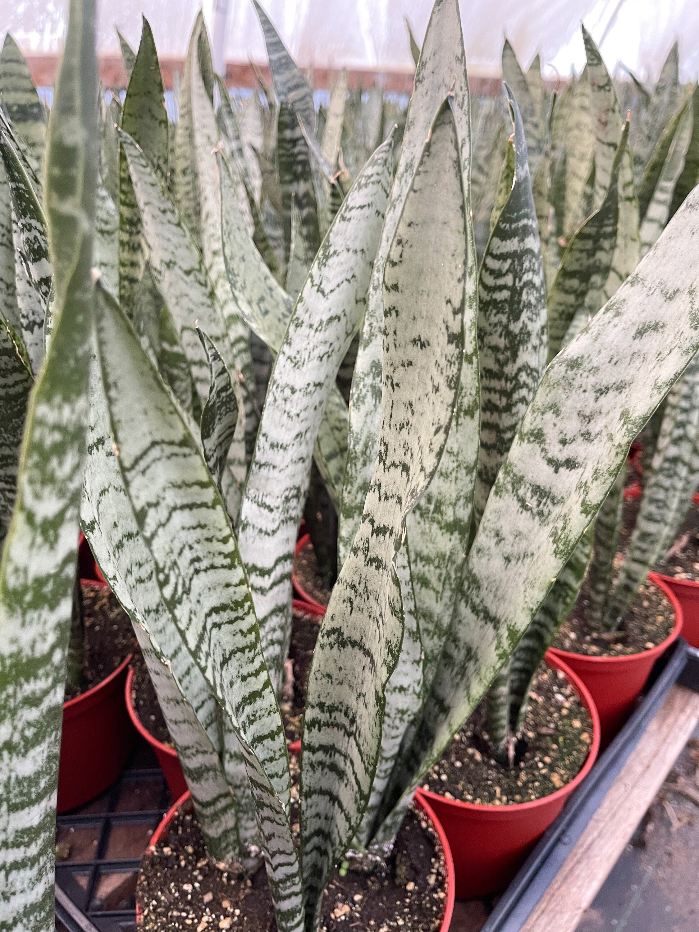 Beleaf And Grow Snake Plant - Thumbnail 5