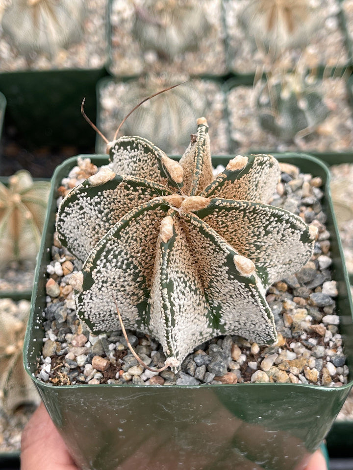 Astrophytum Capricorn | Live Cactus | Live Plant