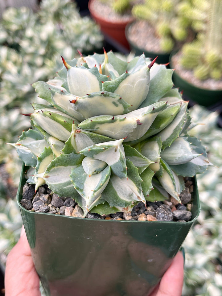 Variegated Agave Isthmensis Ohi Raigin | Rare Agave