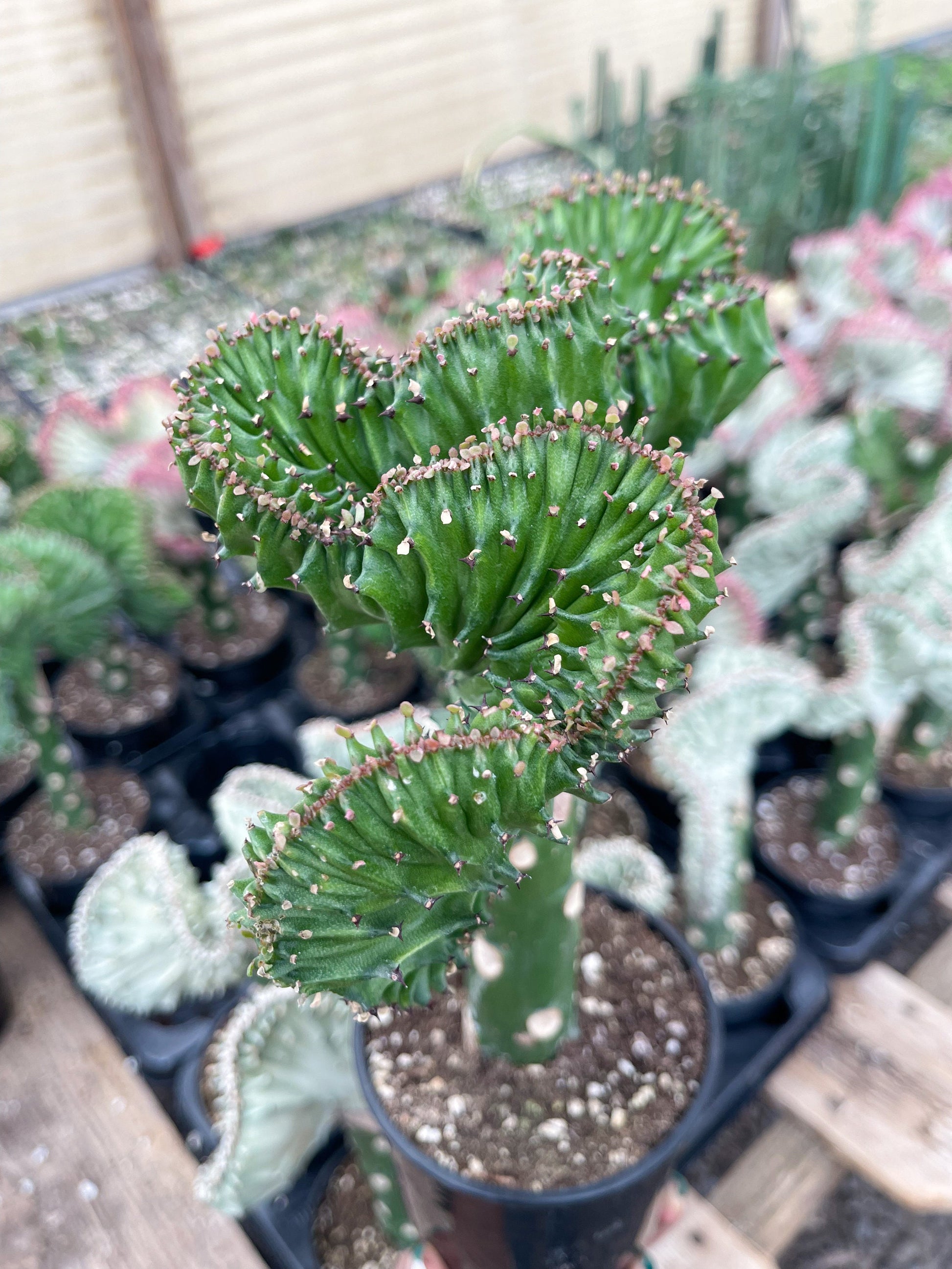 Coral Cactus | Rare Cactus | Graft Cactus