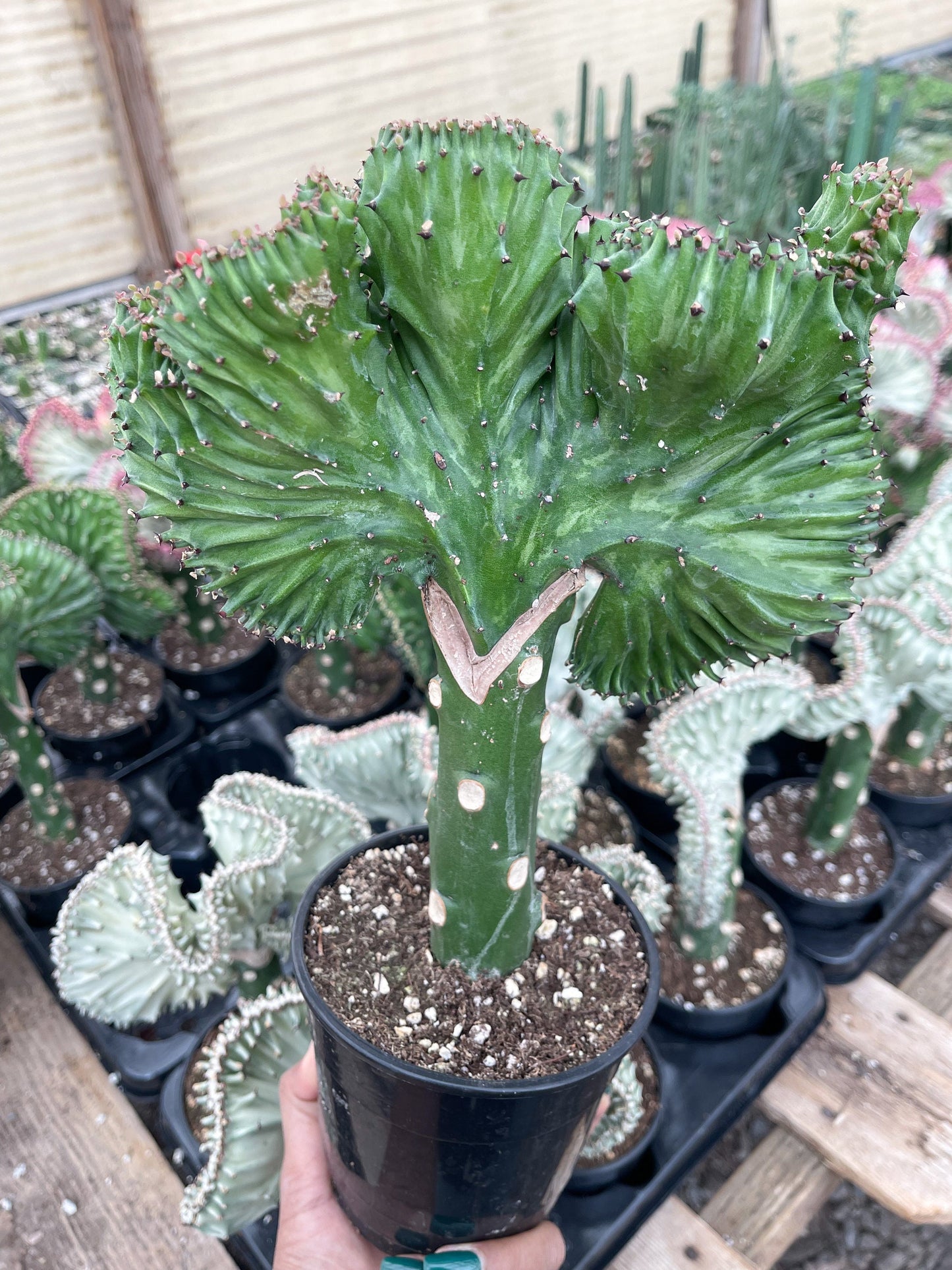 Coral Cactus | Rare Cactus | Graft Cactus