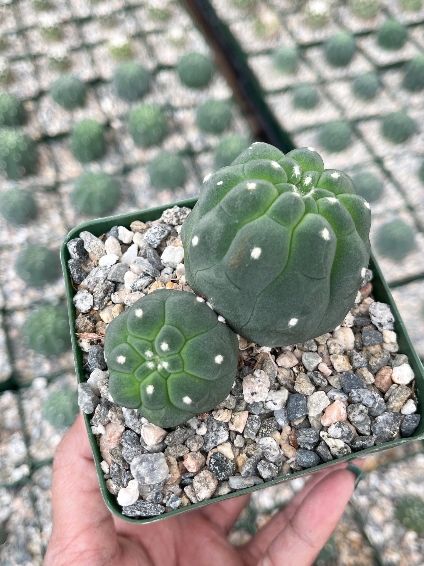 Submatucana madisonforume Albiflora | Live Cactus | Live Plant