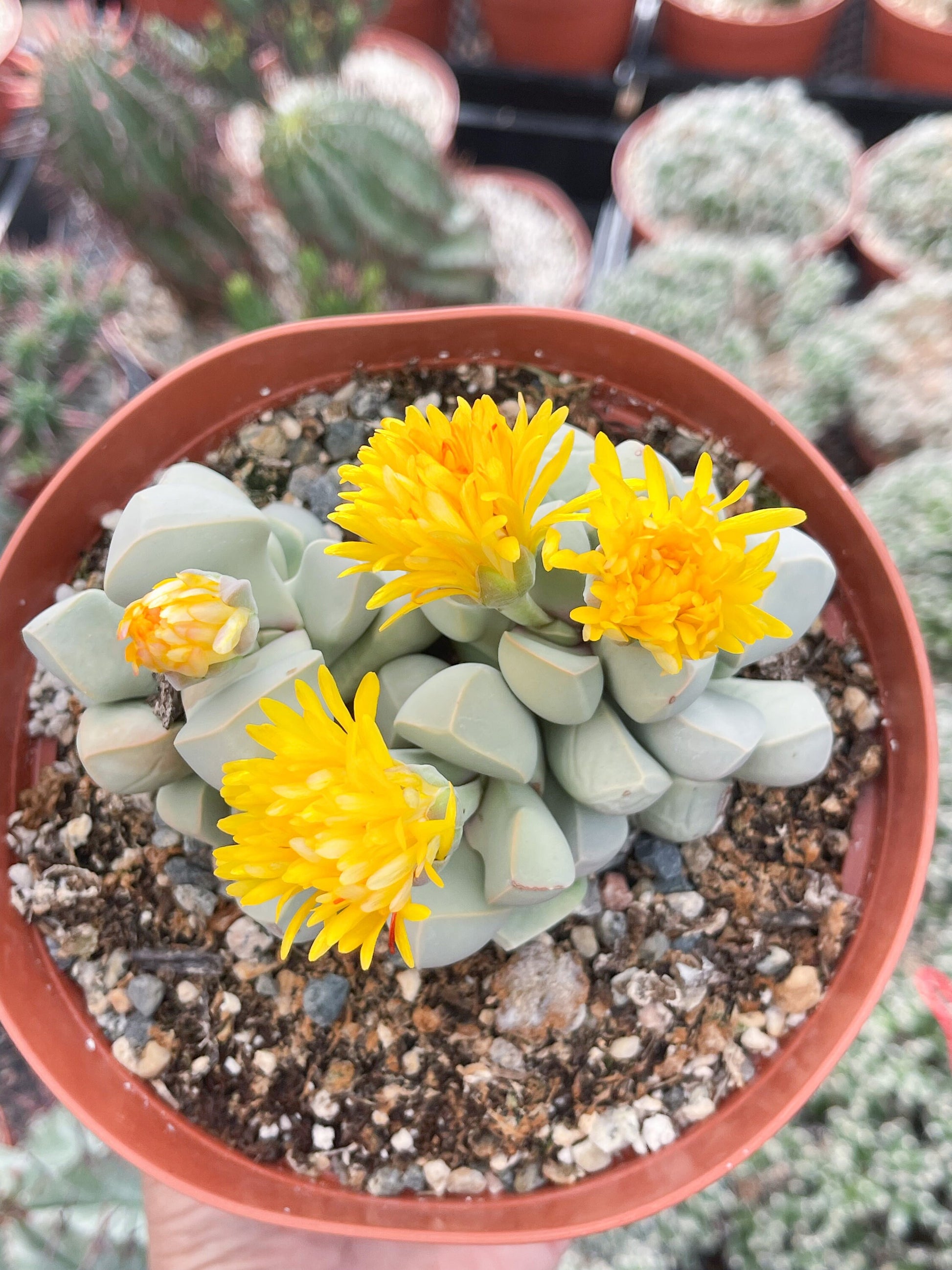 Lapidaria margaretae | Split Rock Succulent Plants | Live Karoo Rose | Rare Plant