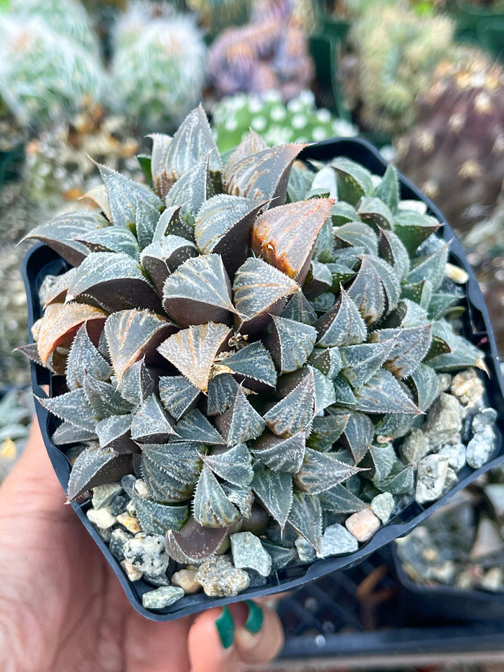 Haworthia emelyae var. major | Live Plant | Rare Plant