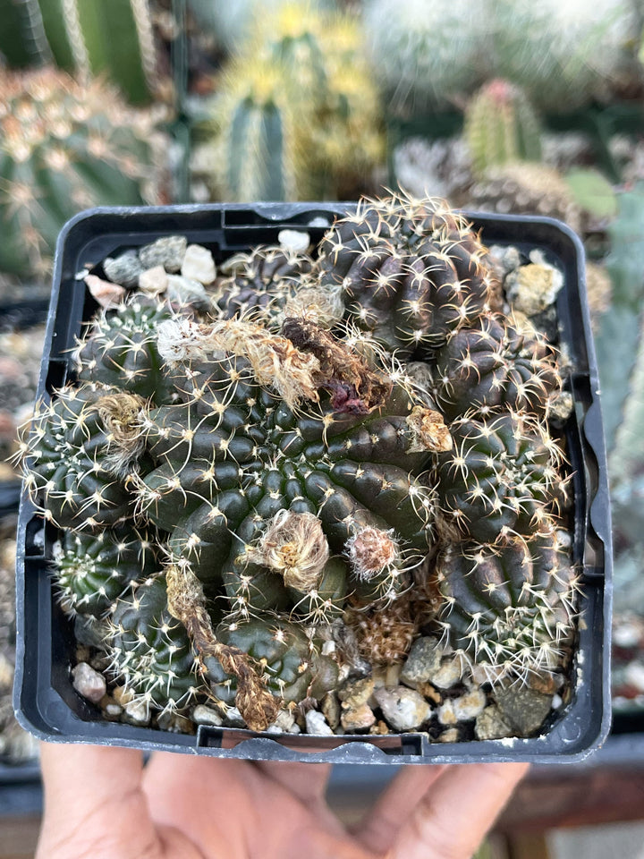 3.5”Lobivia Arachnacantha Cluters | Black Cactus | Live Cactus