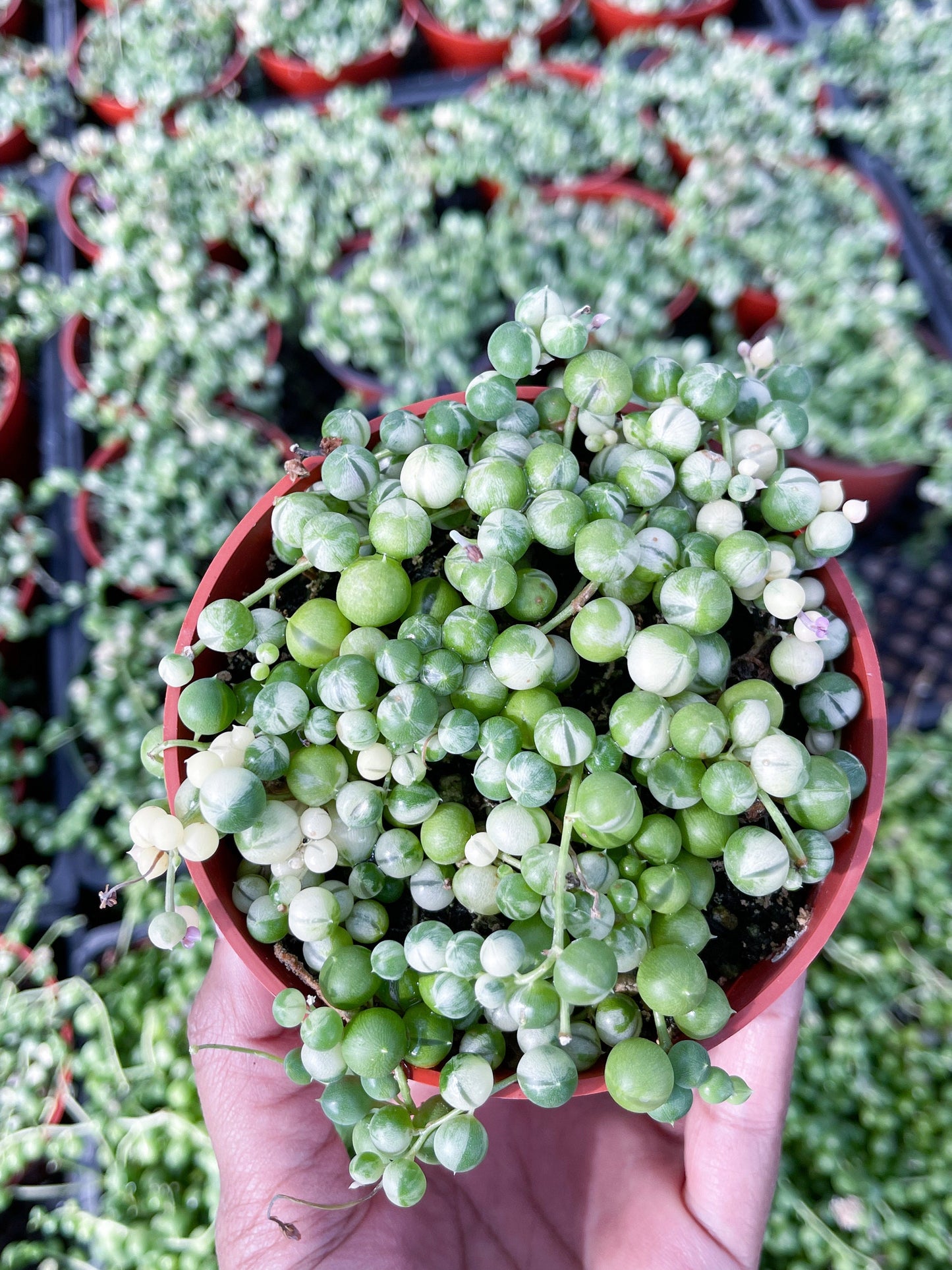 Variegated String of Pearls | String Plants