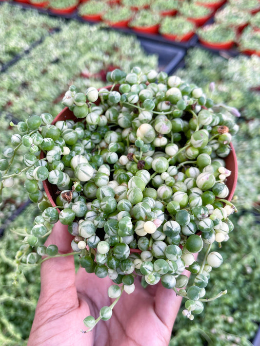 Variegated String of Pearls | String Plants