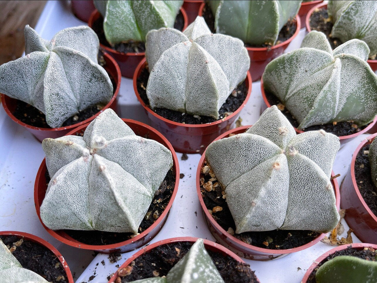 May include: Close up of multiple star cactus plants in small brown pots. The cactus plants are green and white and have a star shape. The pots are arranged in a white tray.