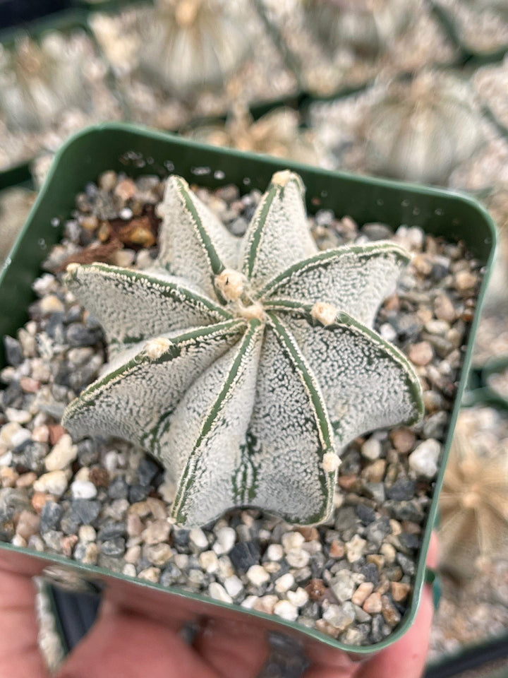 Astrophytum Capricorn | Live Cactus | Live Plant