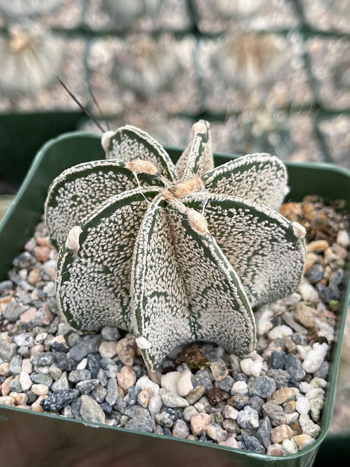 Astrophytum Capricorn | Live Cactus | Live Plant