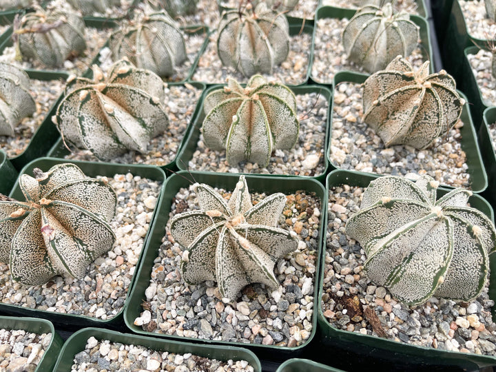 Astrophytum Capricorn | Live Cactus | Live Plant