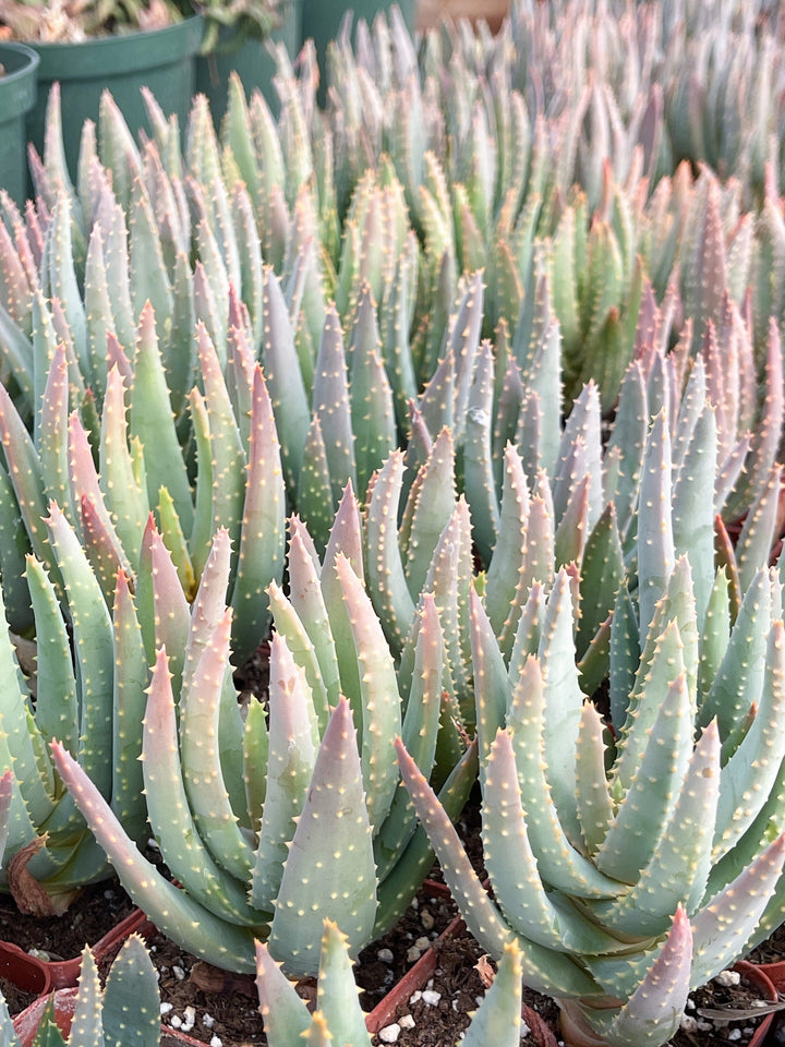 May include: A close-up of a group of green aloe plants with pink and white accents. The plants have sharp, spiky leaves and are growing in small brown pots.