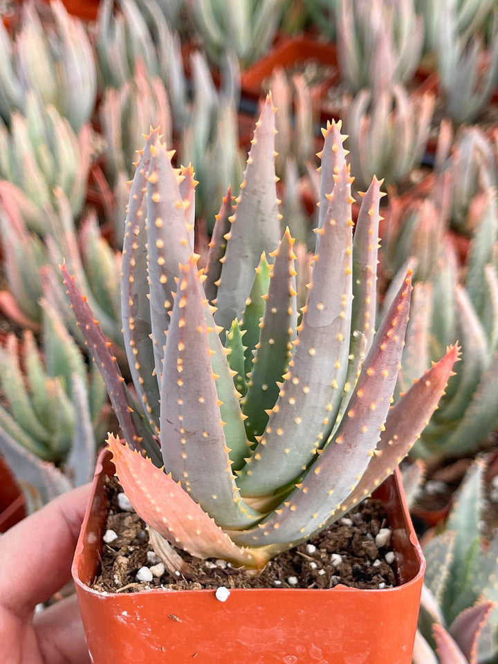 May include: A small potted succulent plant with green, spiky leaves and orange-brown edges. The plant is in a brown plastic pot with a brown soil mixture.