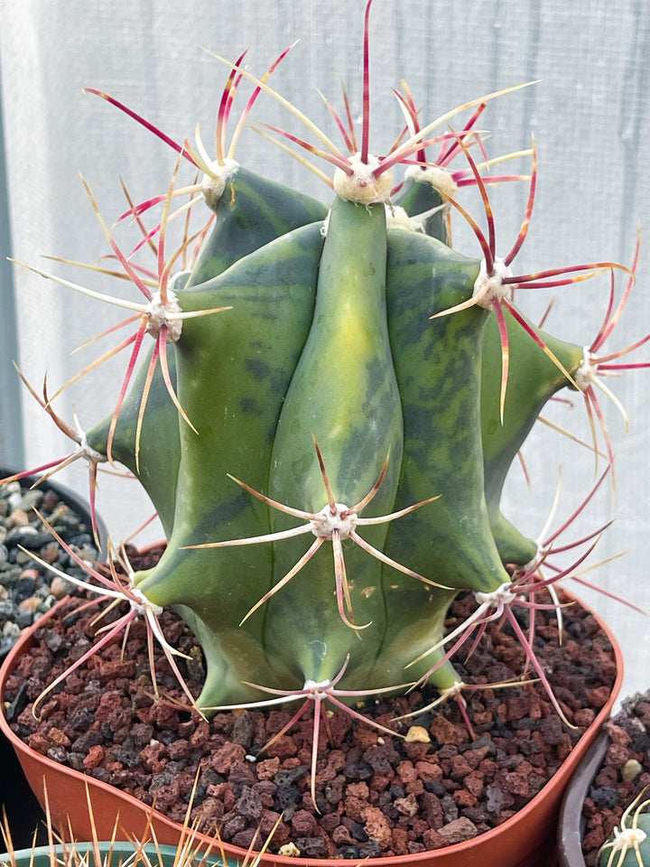 Variegated Ferocactus gracilis coloratus | Rare Cactus | Live Plant