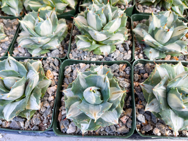 Variegated Agave Isthmensis Ohi Raigin | Rare Agave