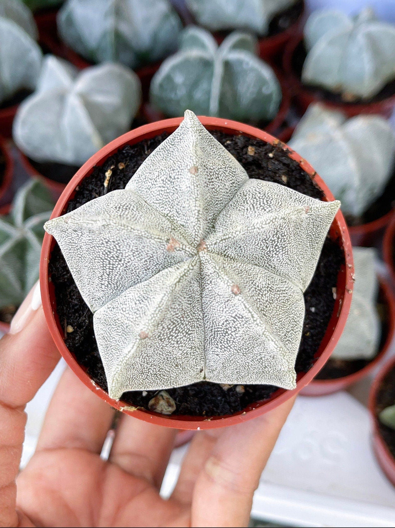 May include: A small, white, star-shaped cactus in a brown pot. The cactus has a unique, textured surface and is surrounded by other cacti in the background.