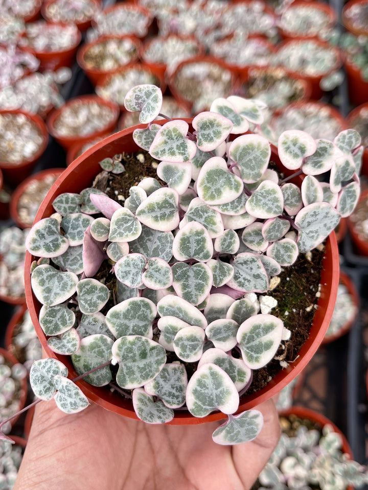 Variegated String Of Hearts | String Succulent | Live Succulent