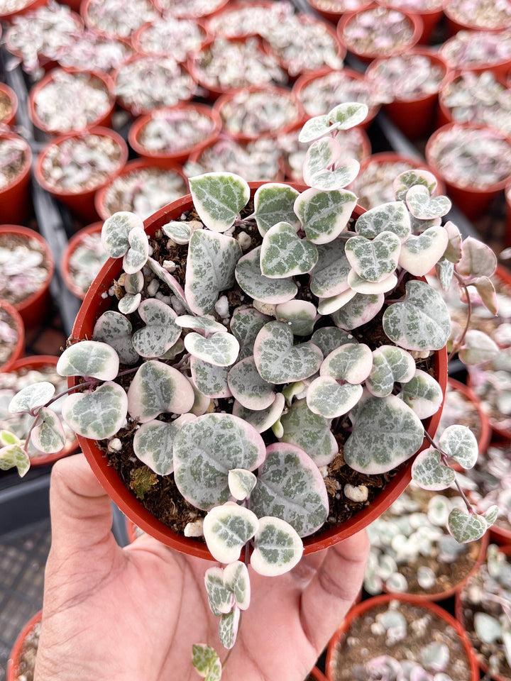 Variegated String Of Hearts | String Succulent | Live Succulent