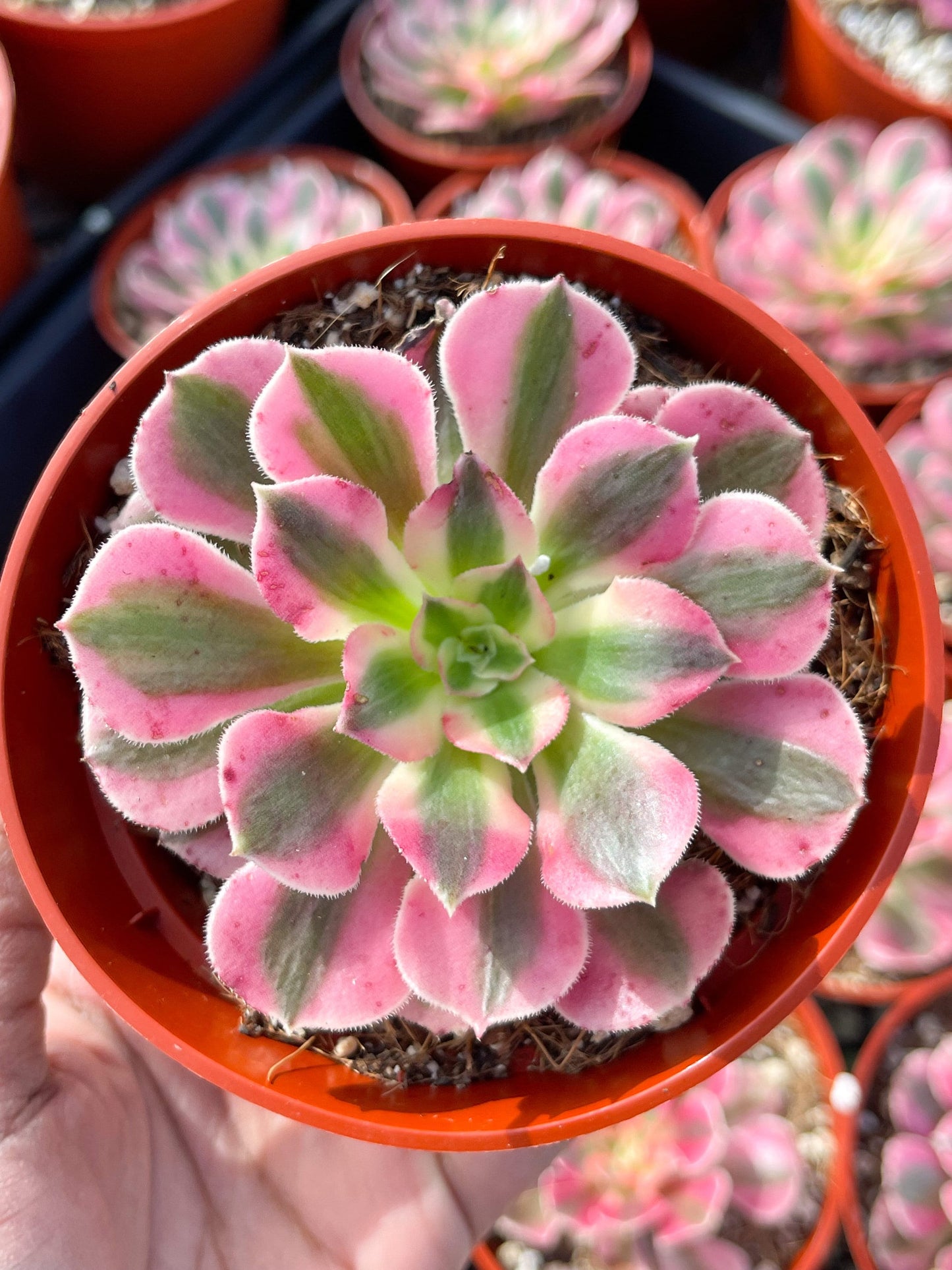 Aeonium 'Pink Witch'| Live Succulent | Live Plant