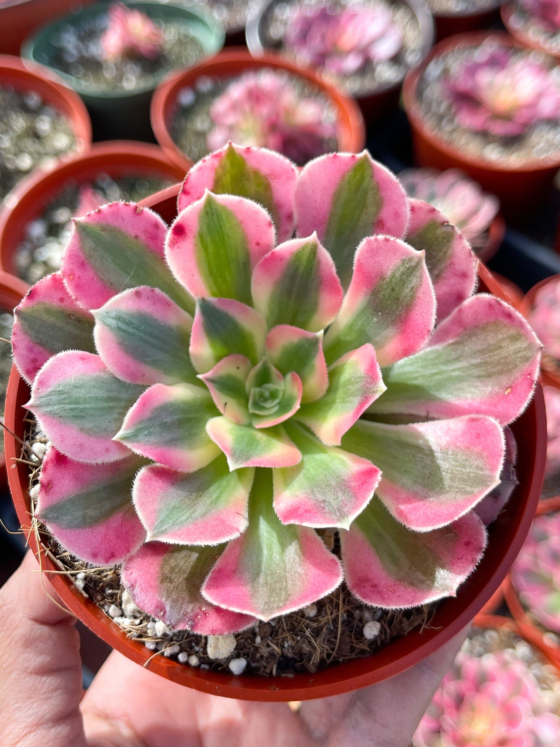 Aeonium 'Pink Witch'| Live Succulent | Live Plant