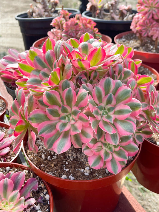 Aeonium 'Pink Witch'| Live Succulent | Live Plant