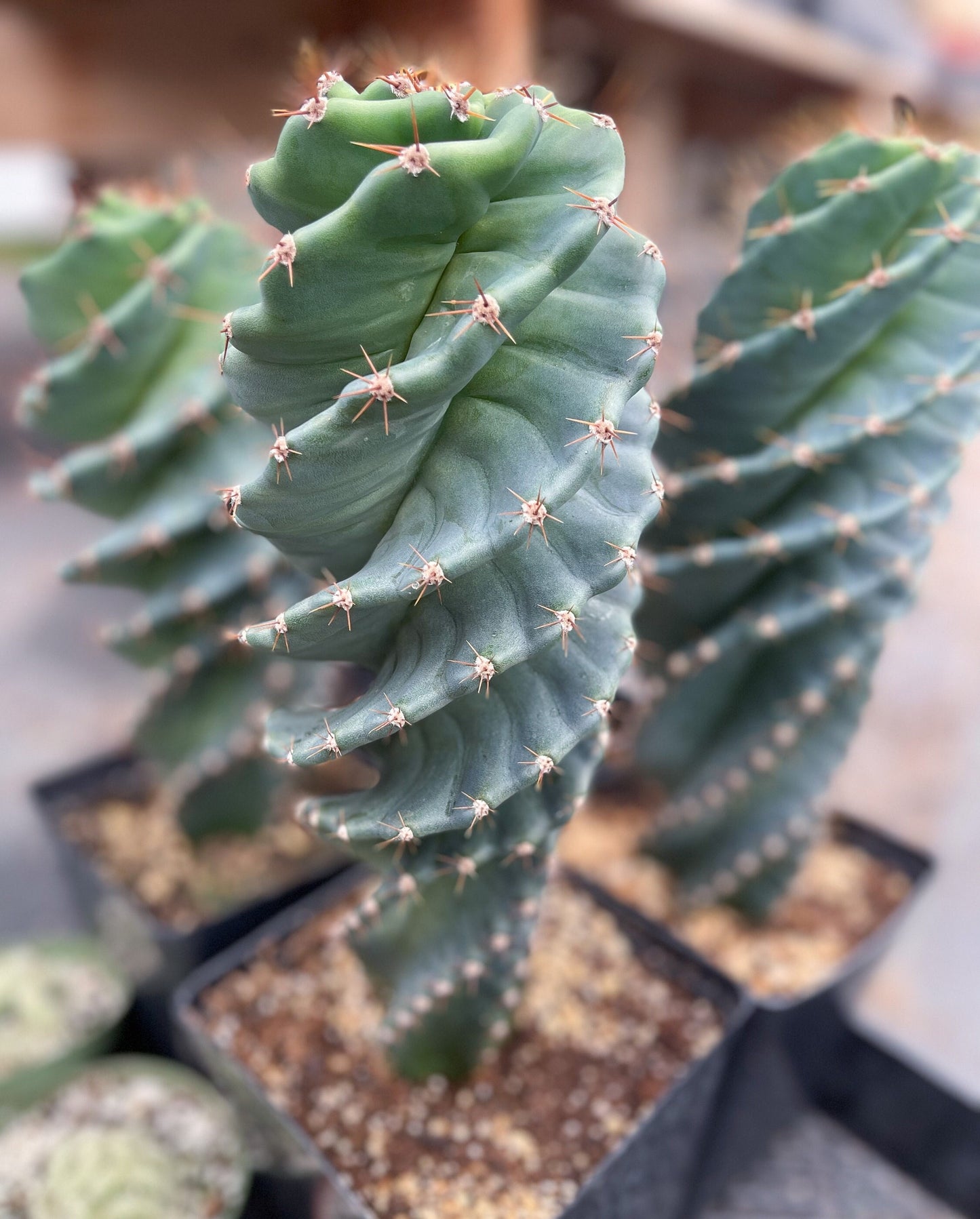 Spiral Cactus | Cereus forbesii Spiralis I Live cactus | Live Plant