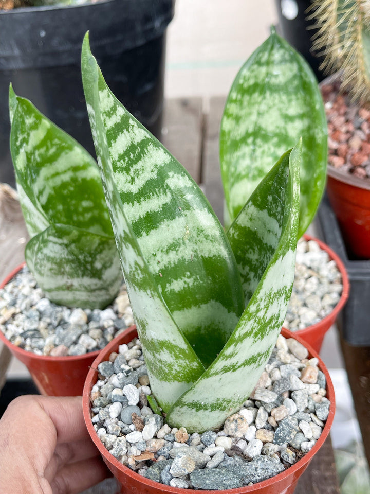 Sanseveria Trifasciata | Live House Plant