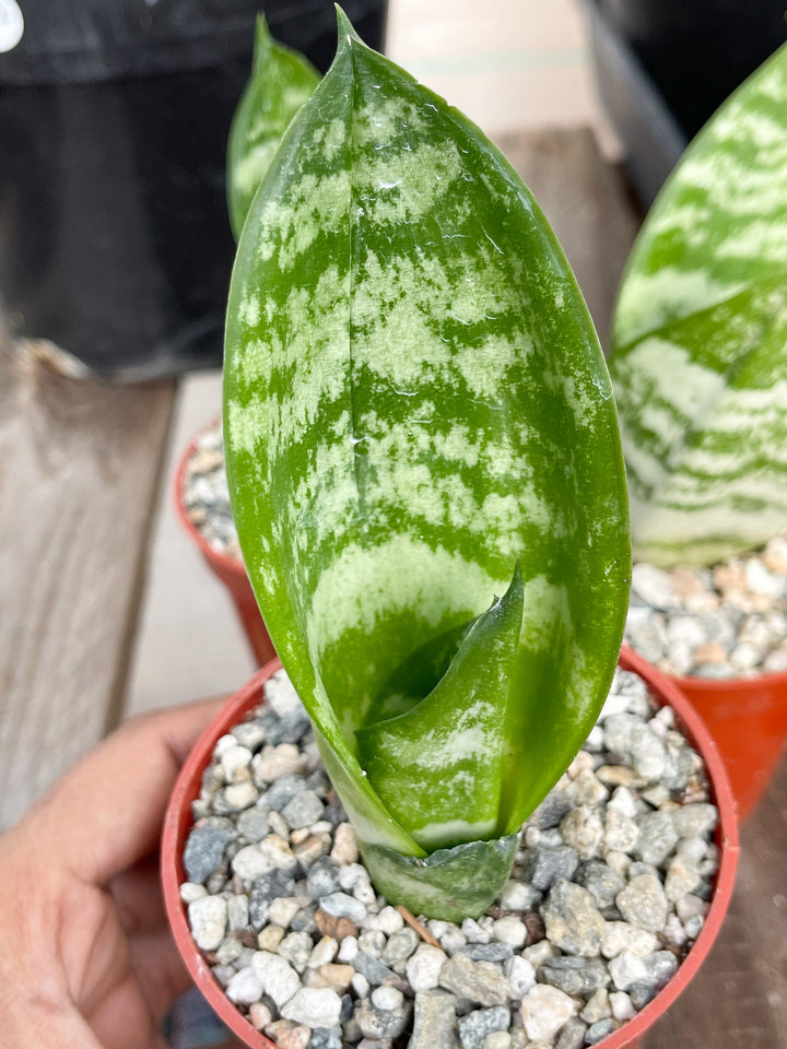 Sanseveria Trifasciata | Live House Plant