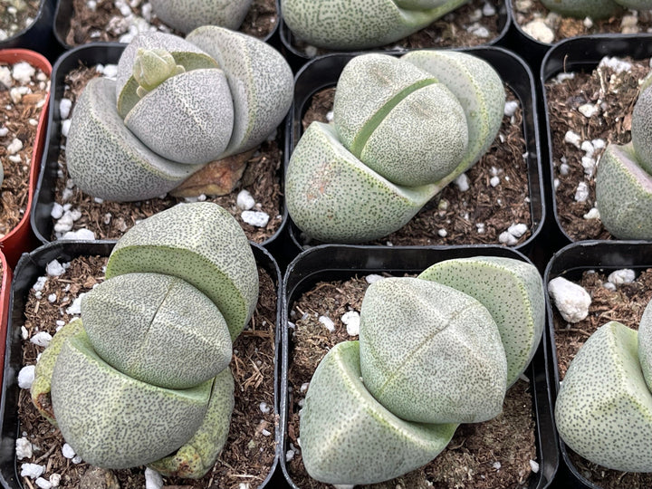 Split Rock Succulent | Pleiospilos nelii