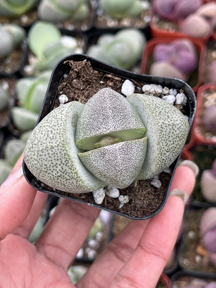 Split Rock Succulent | Pleiospilos nelii