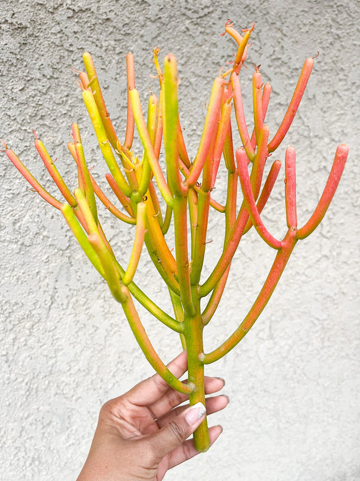 Fire Stick bushy cutting/clipping | Euphorbia Tirucalli | Pencil cactus | live succulent