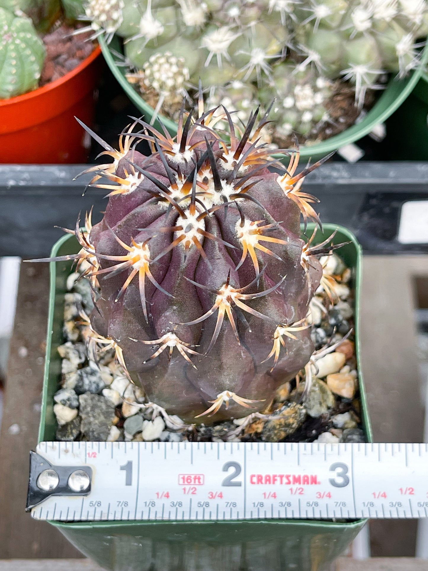 Copiapoa Echinoides | Copiapoa Dura | Rare Cactus | Live Plant | Rare Plant