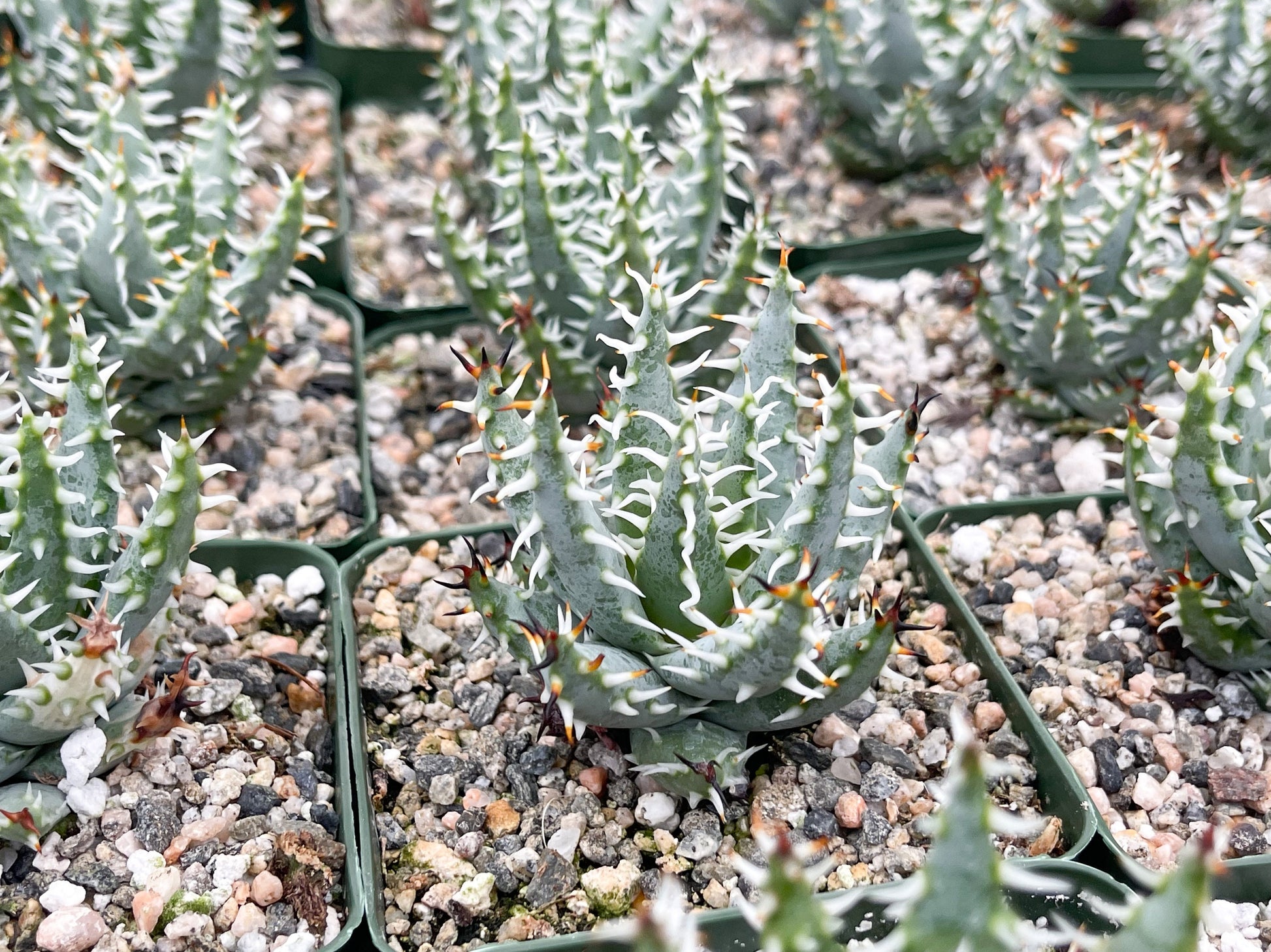 Aloe Erinacea | Live Aloe | Live Plant