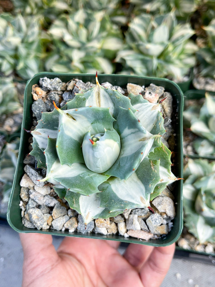 Variegated Agave Isthmensis Ohi Raigin | Rare Agave