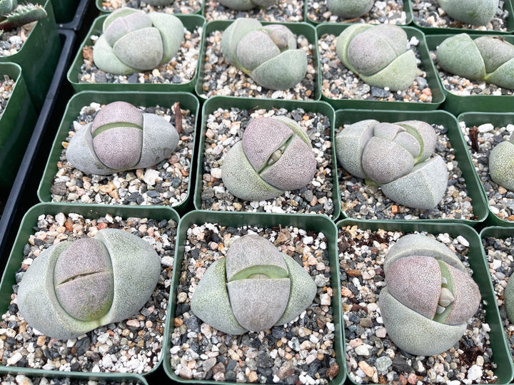 Split Rock Succulent | Pleiospilos nelii