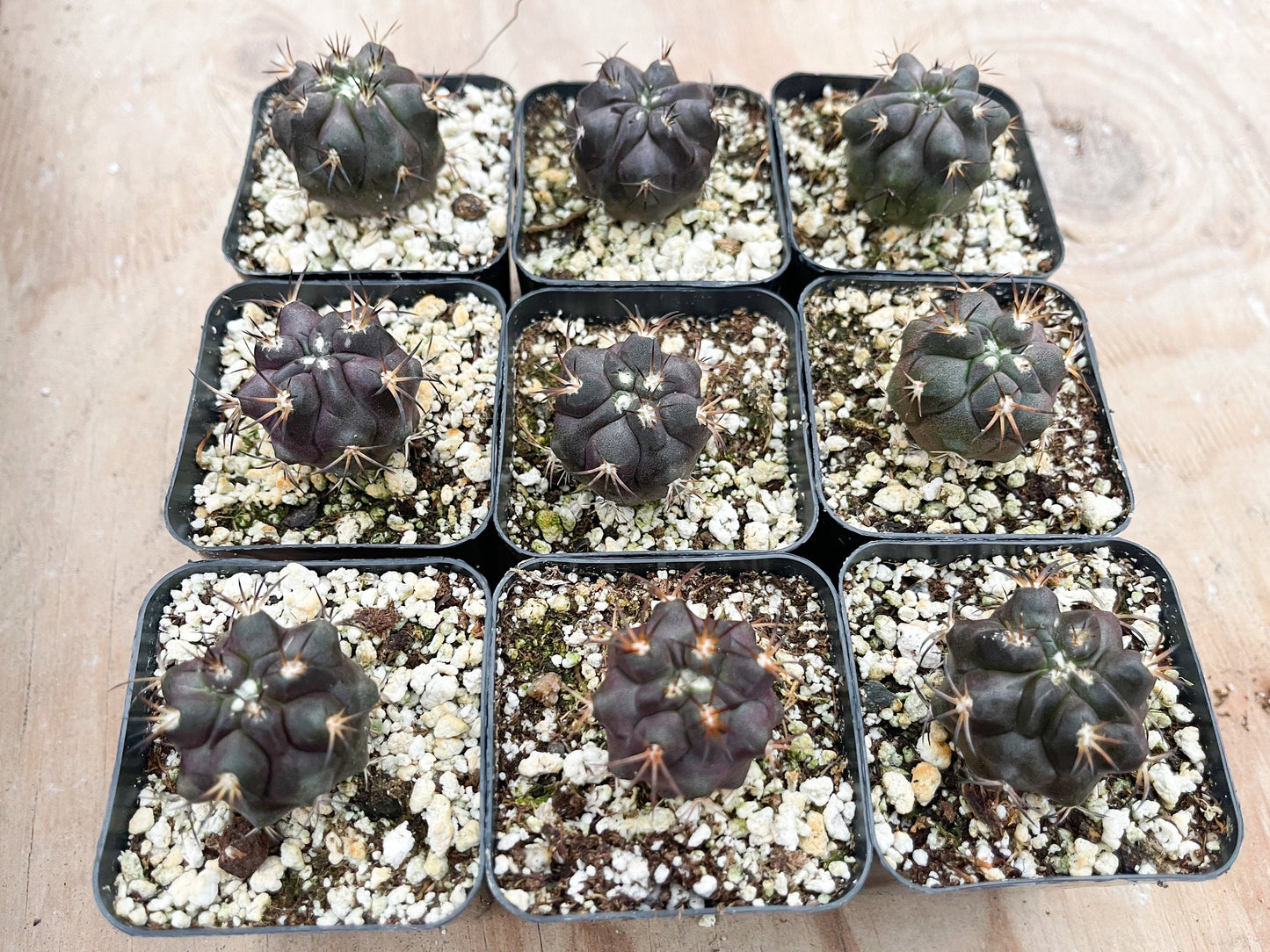 Copiapoa Echinoides | Copiapoa Dura | Rare Cactus | Live Plant | Rare Plant