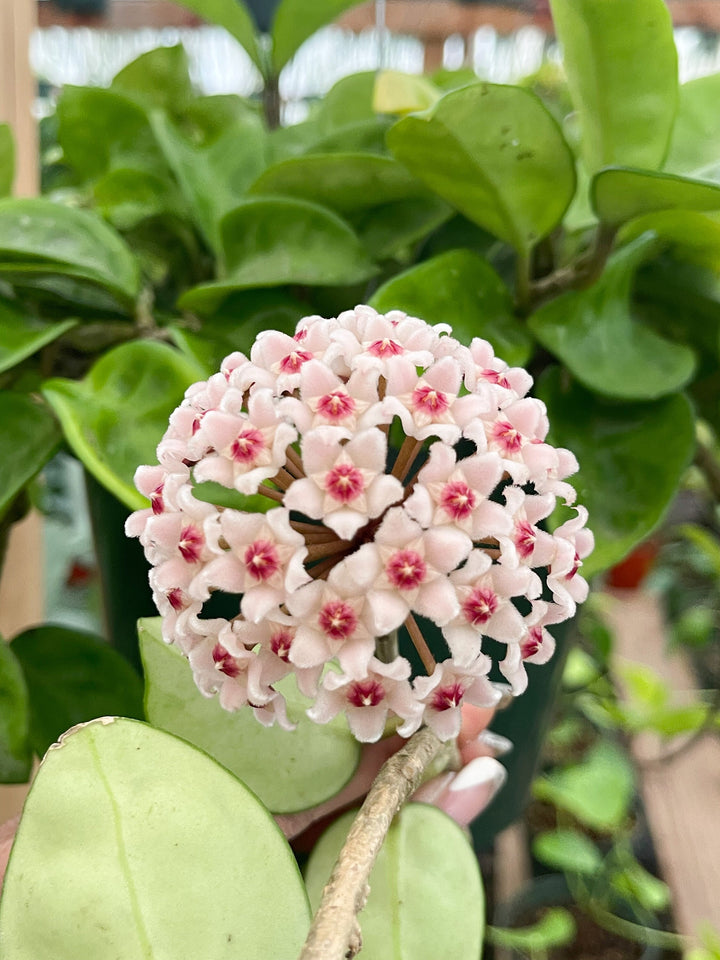 4” Hoya Krinkle | String Plants | Live Plant | House Plant