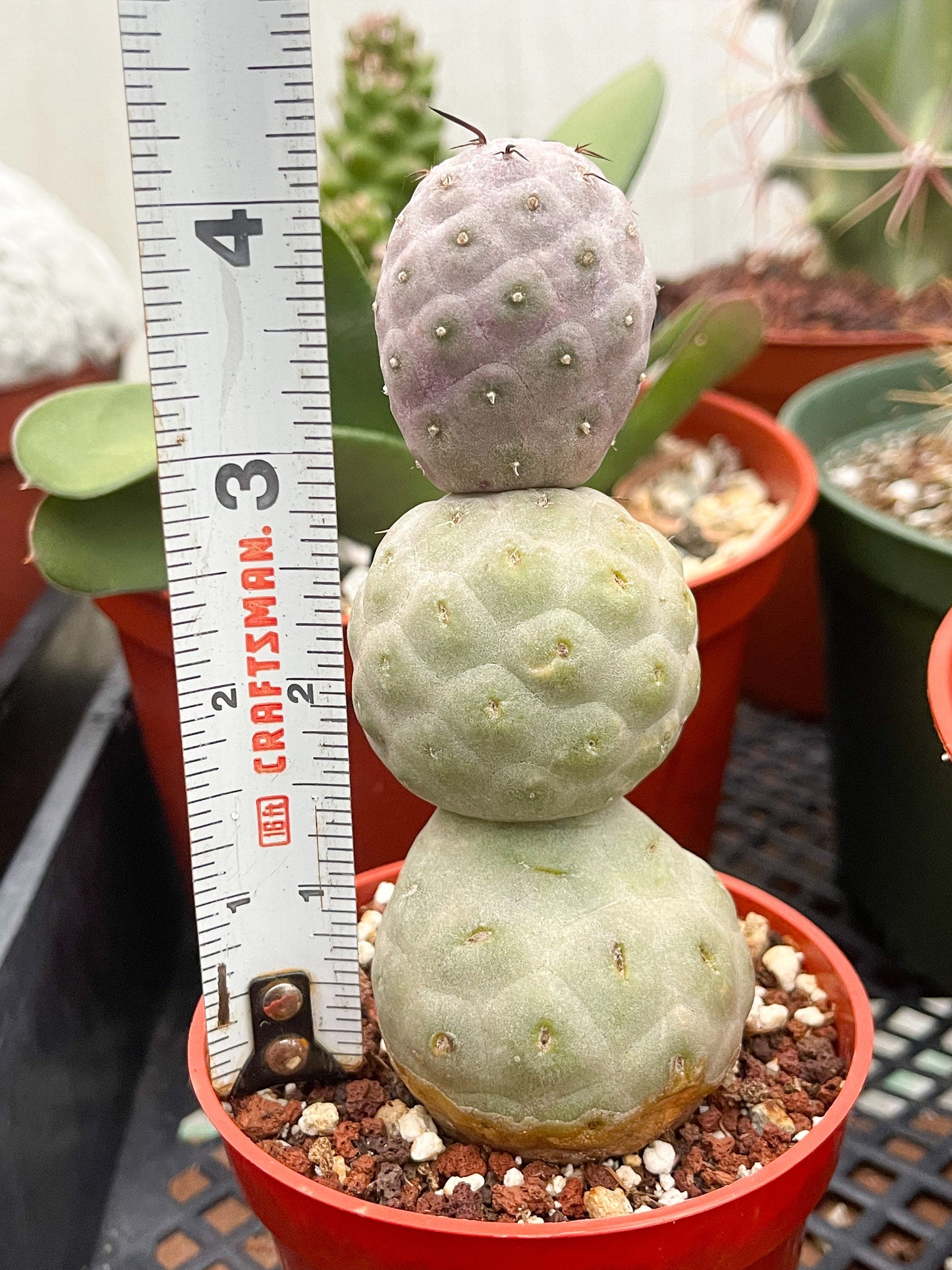 Tephrocactus Geometricus | live Cactus