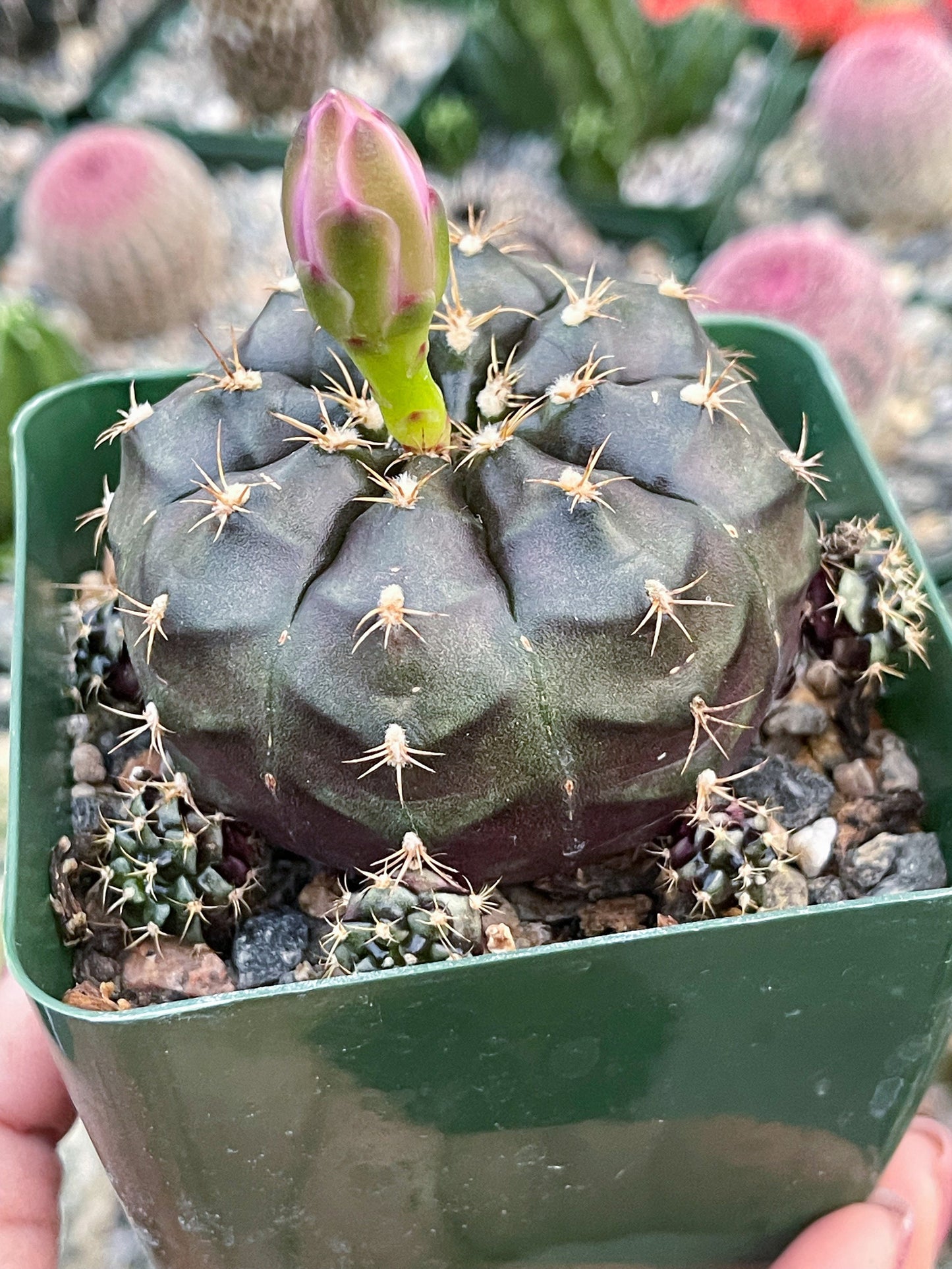 3.5” Gymnocalycium Tucavocense w/ pups | Live Cactus