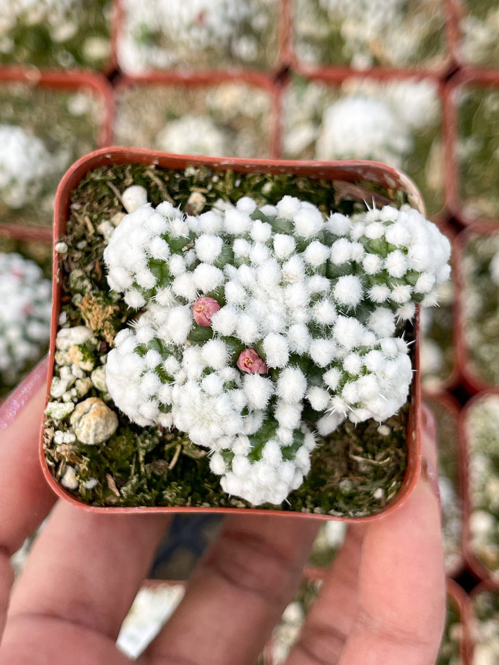 Mammillaria Gracilis Cv. Caterpillar | Rare Cactus