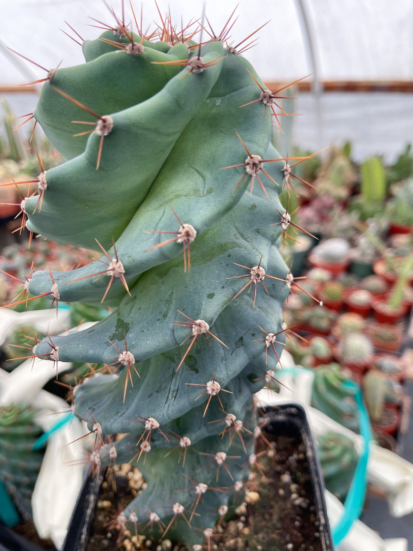 Spiral Cactus | Cereus forbesii Spiralis I Live cactus | Live Plant