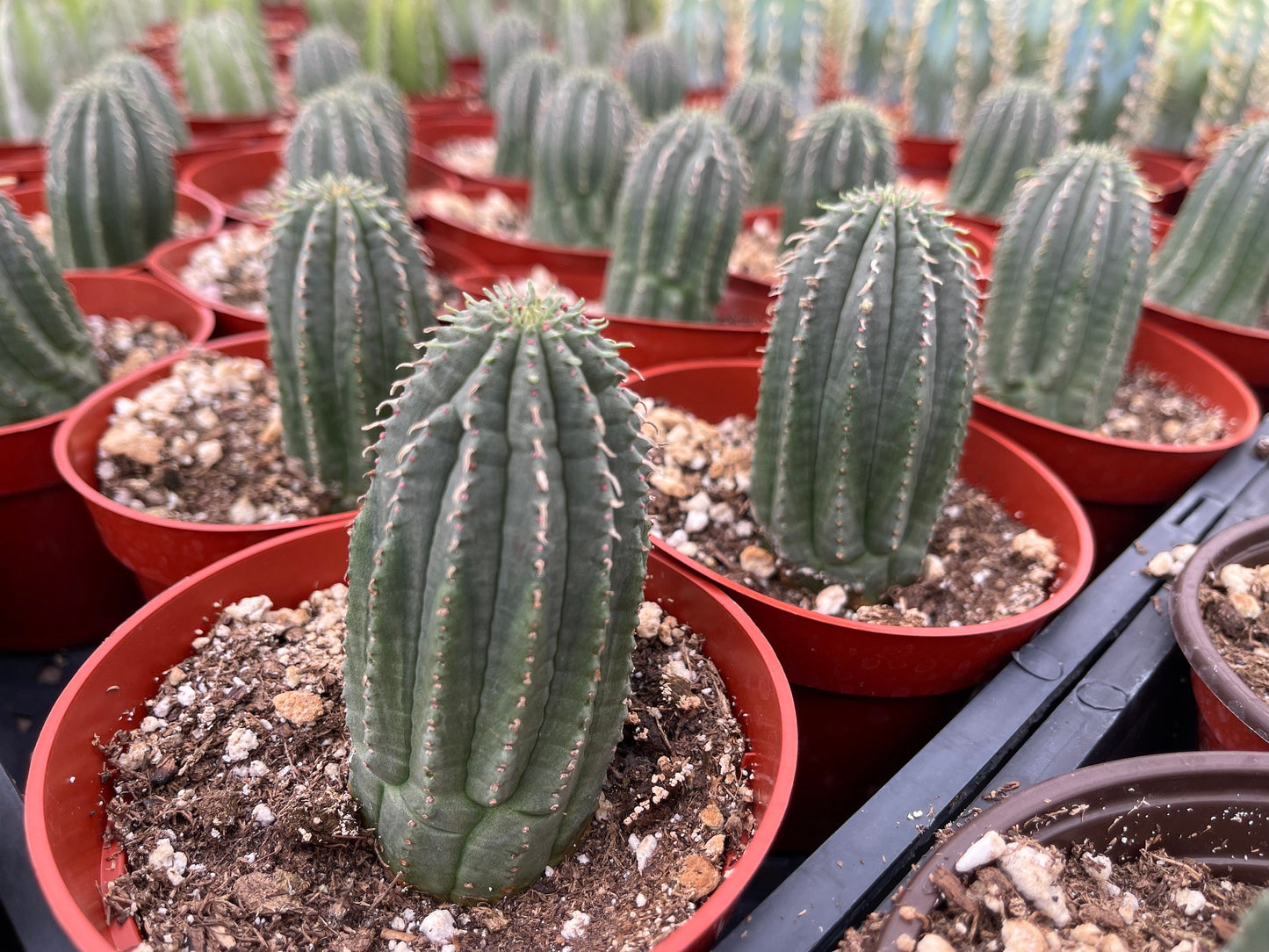 Euphorbia Infausta | Euphobia Cactus | Live Cactus