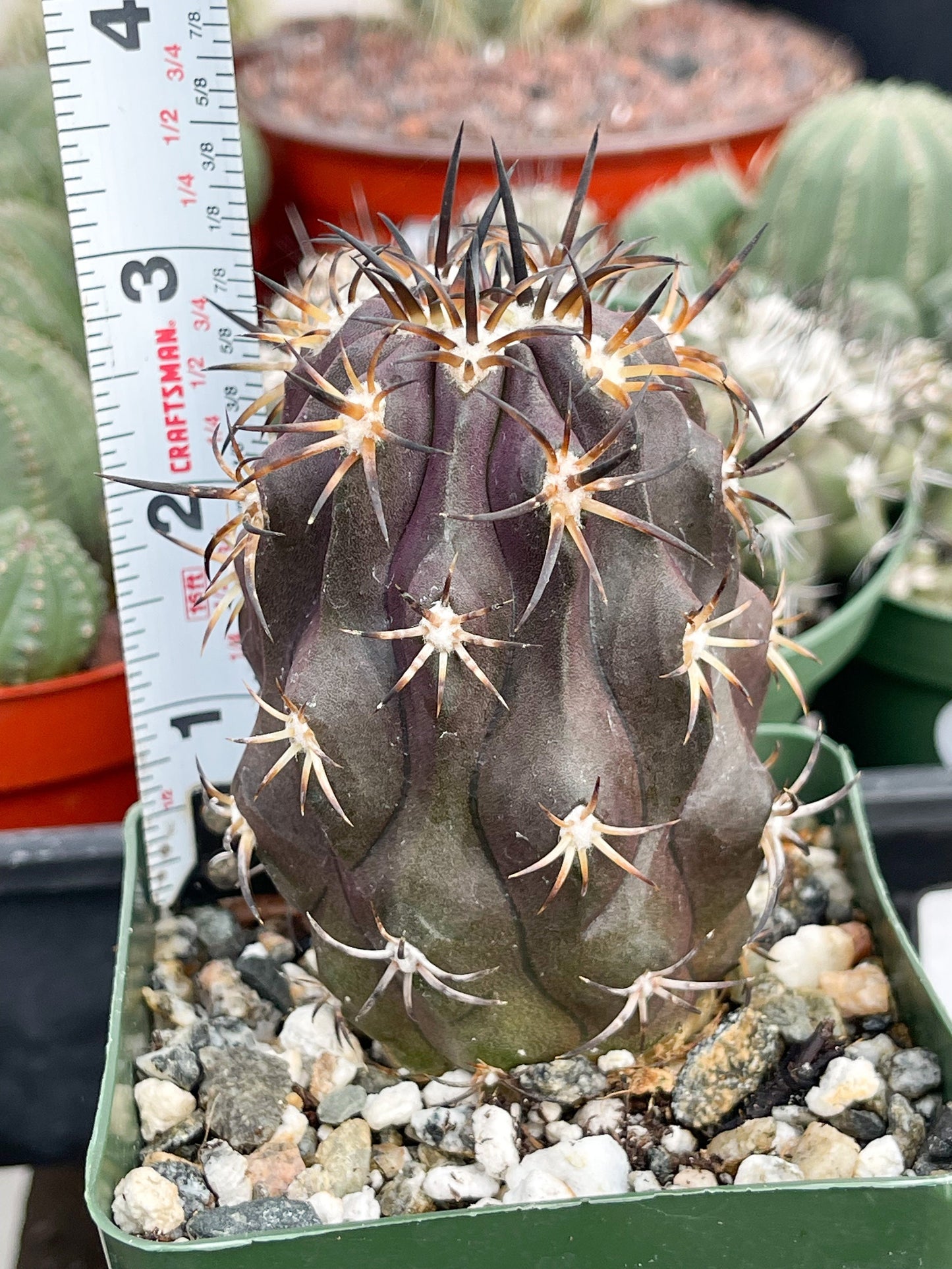 Copiapoa Echinoides | Copiapoa Dura | Rare Cactus | Live Plant | Rare Plant