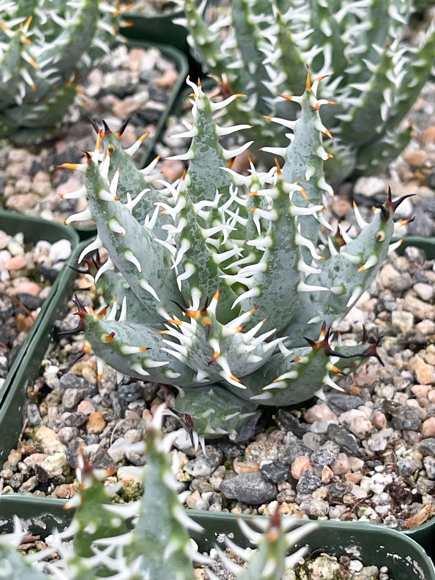 Aloe Erinacea | Live Aloe | Live Plant