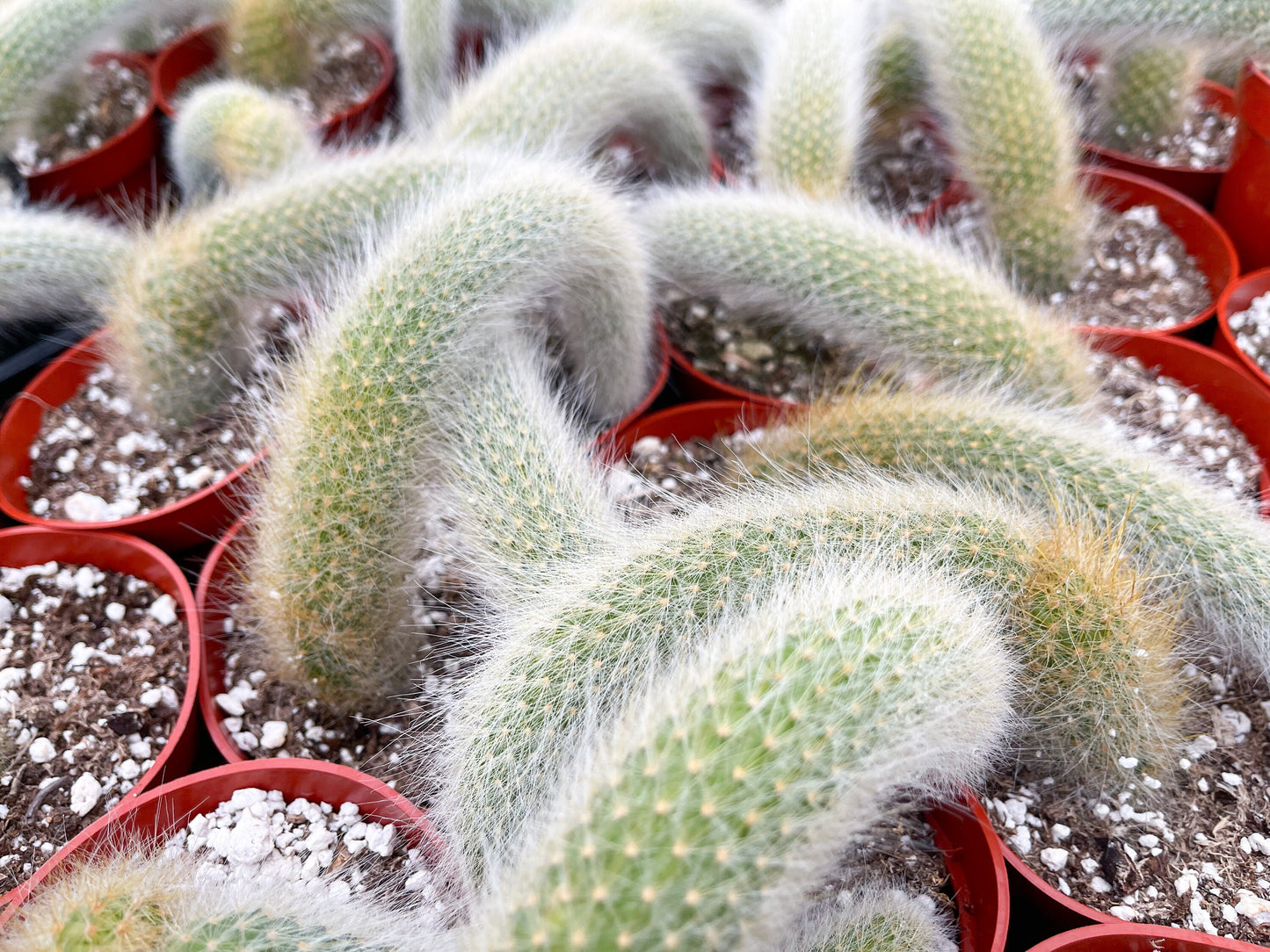 Monkey Tail Cactus | Hildewintera Colademononis | Rare cactus