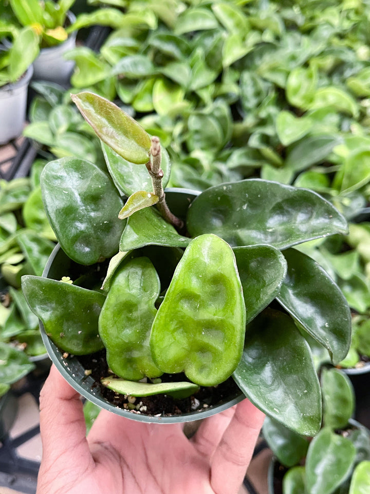 4” Hoya Krinkle | String Plants | Live Plant | House Plant