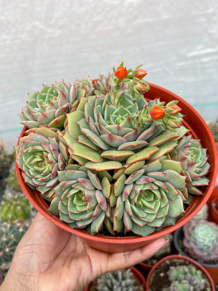 6” Echeveria Ramillete | Live Rooted Succulent | Rare Succulent