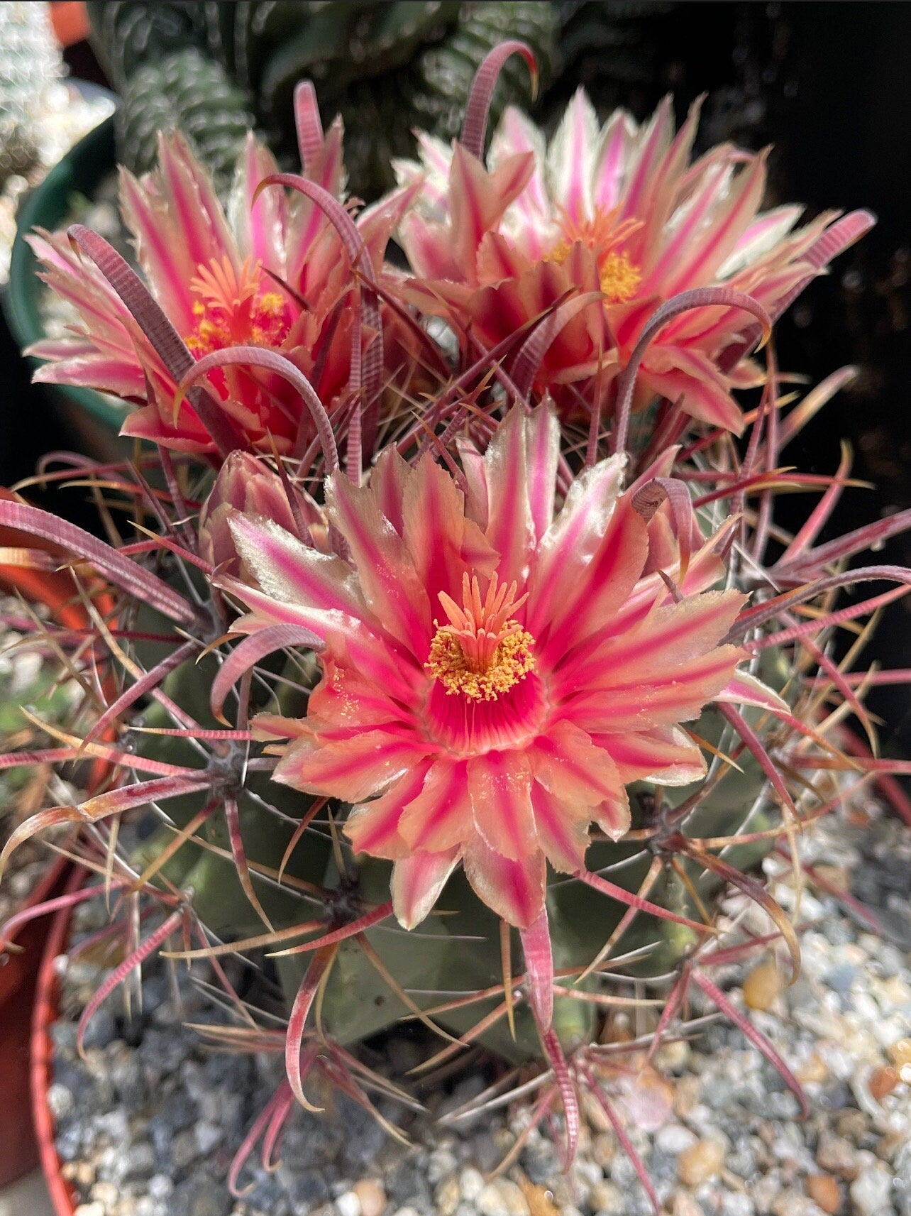 Ferocactus gracilis coloratus | Red Barrel Cactus | Rare Cactus | Live Plant