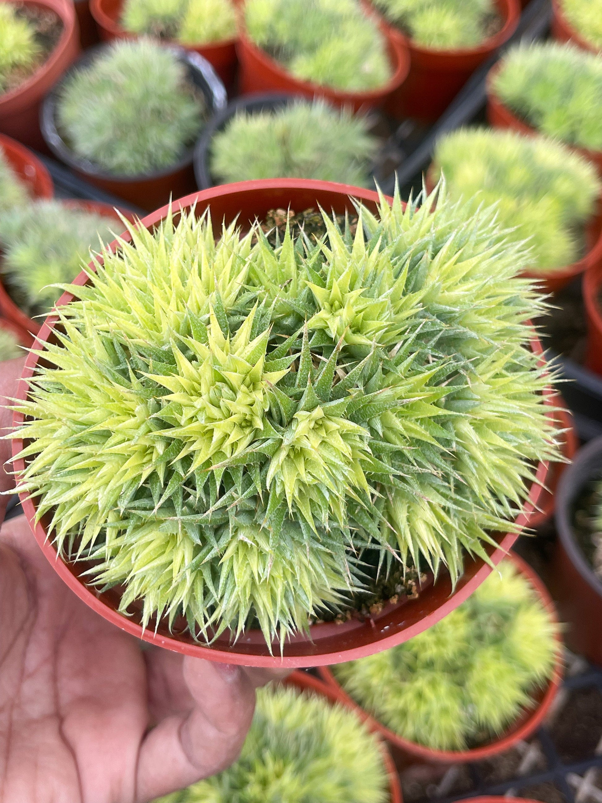 Deuterocohnia Brevifolia | Live Plant